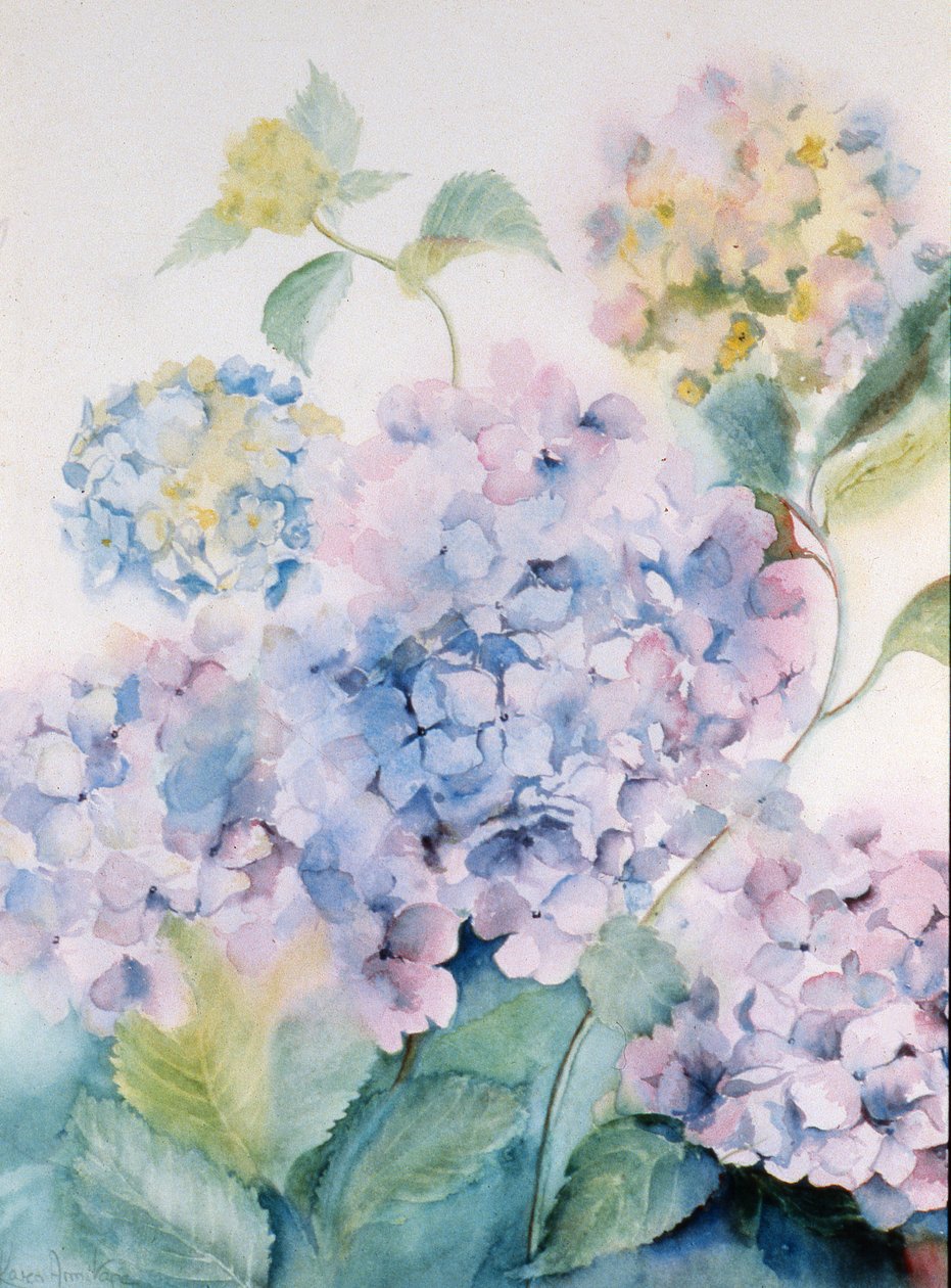 绣球花，蓝色波浪我 作者 卡伦·阿米蒂奇（Karen Armitage）