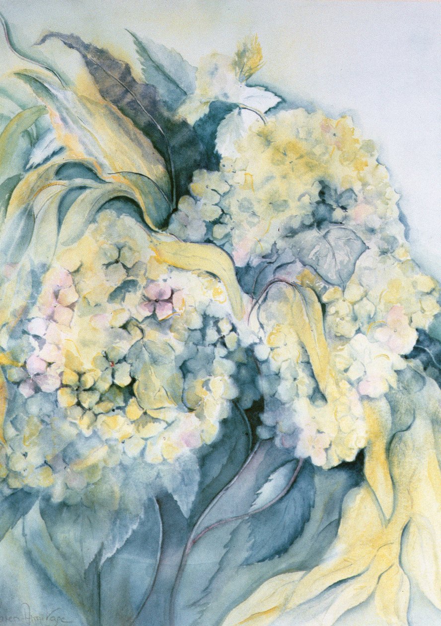 绣球花Particulata 作者 卡伦·阿米蒂奇（Karen Armitage）