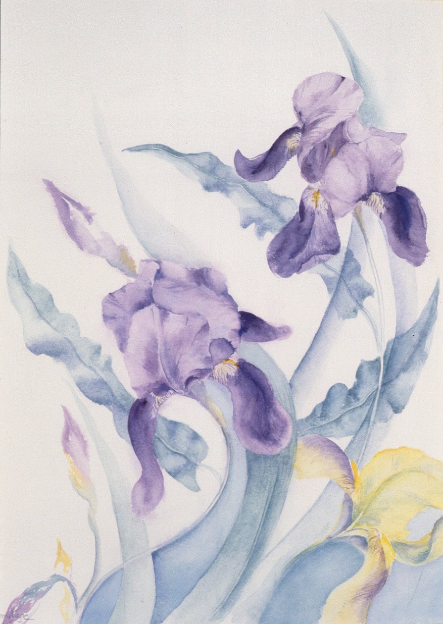 虹膜，蓝色伟大 作者 卡伦·阿米蒂奇（Karen Armitage）