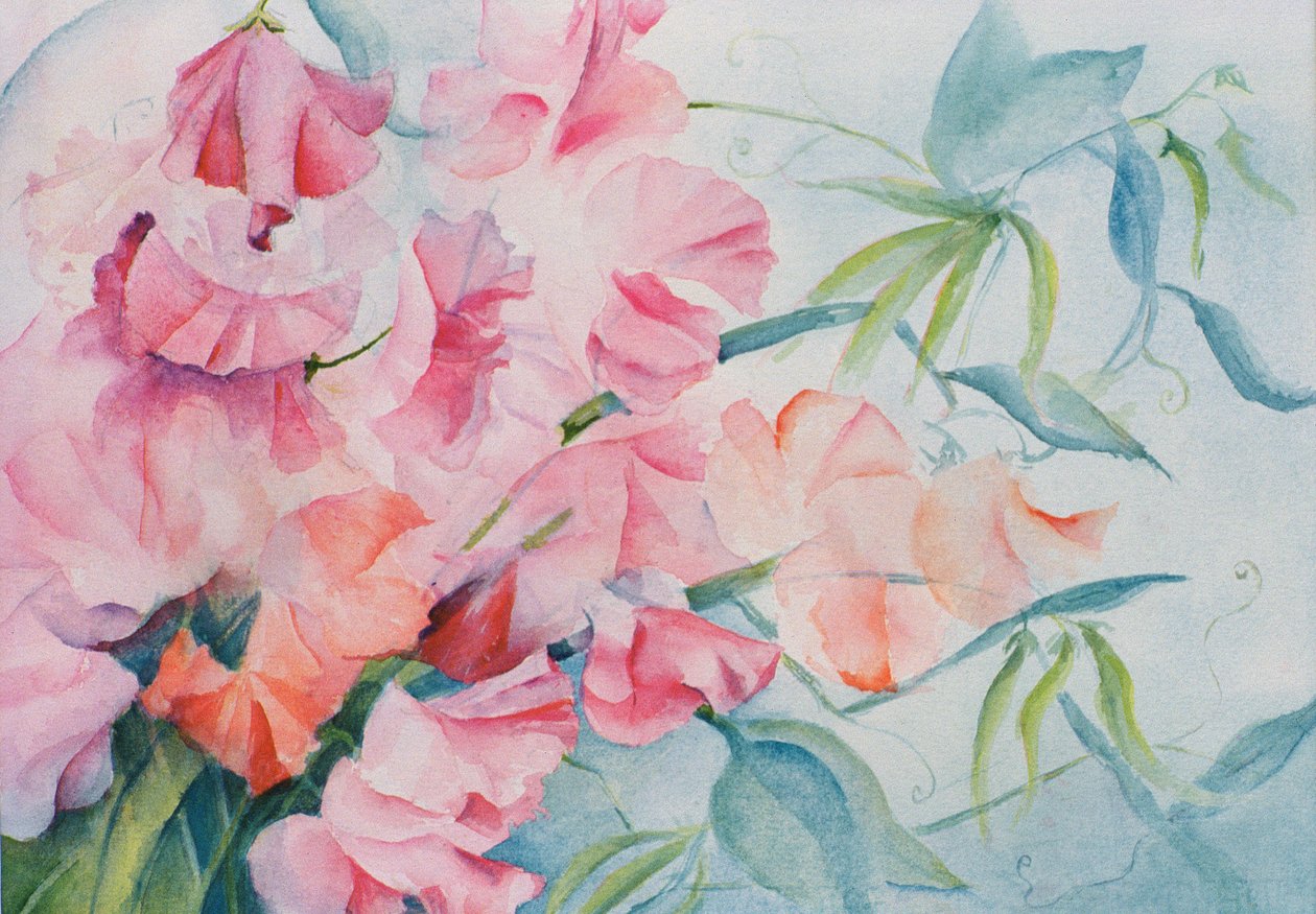 Lathyrus Odoratus，甜豌豆（水平） 作者 卡伦·阿米蒂奇（Karen Armitage）