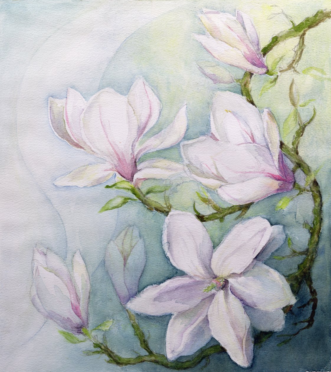 木兰花（wc） 作者 卡伦·阿米蒂奇（Karen Armitage）