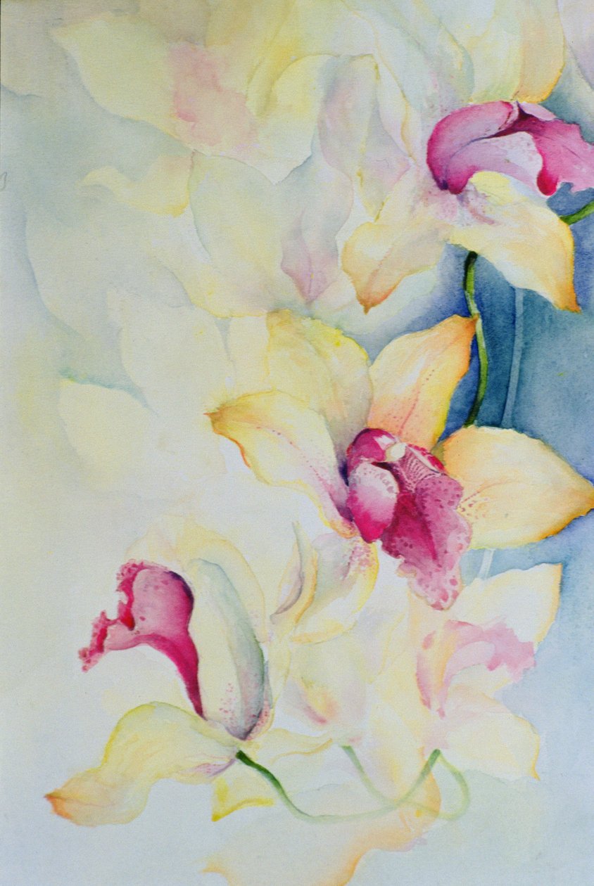 兰花，大花蕙兰，查尔斯王子 作者 卡伦·阿米蒂奇（Karen Armitage）