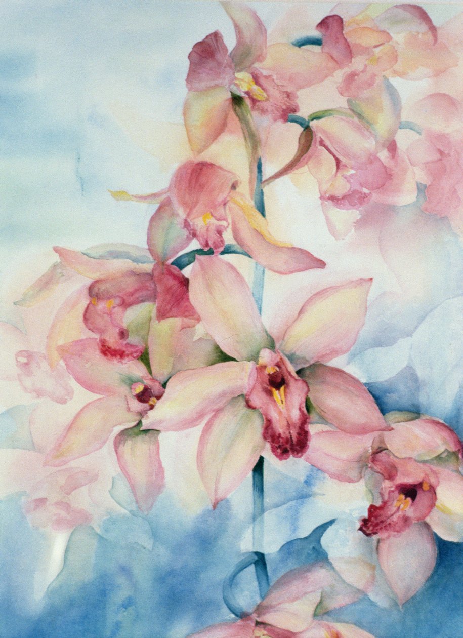 兰花大花蕙兰Ramley 作者 卡伦·阿米蒂奇（Karen Armitage）
