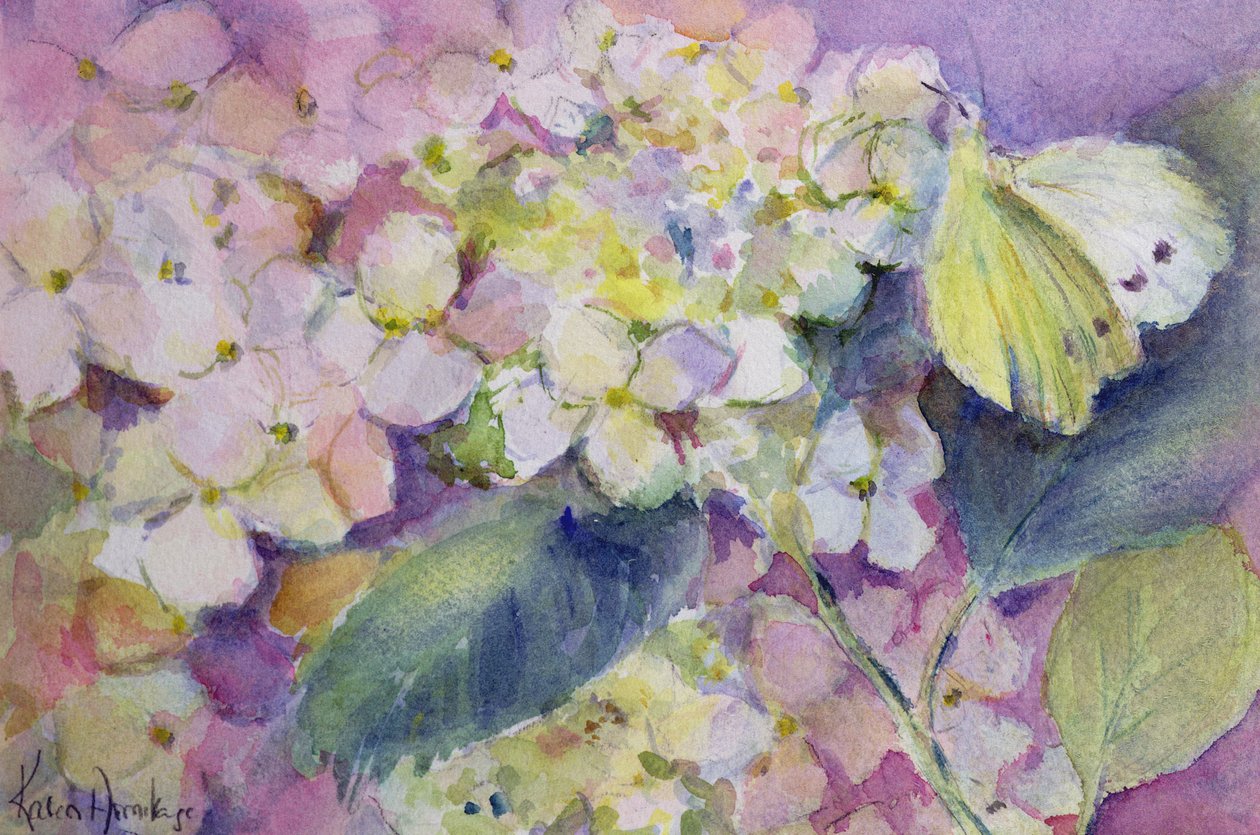 苍白的云豹黄色蝴蝶，绣球花的Colias Hyale 作者 卡伦·阿米蒂奇（Karen Armitage）