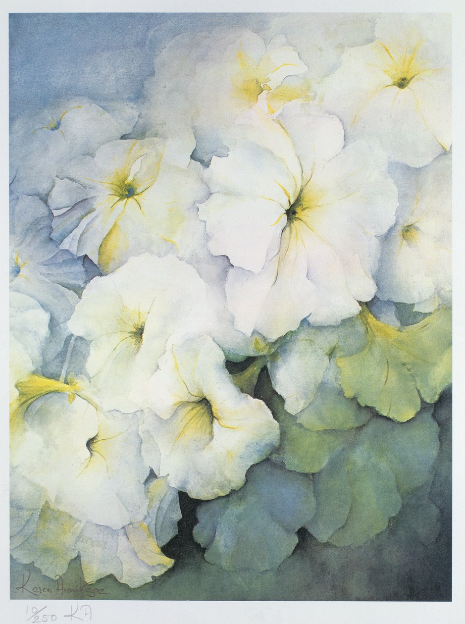 矮牵牛雪球 作者 卡伦·阿米蒂奇（Karen Armitage）