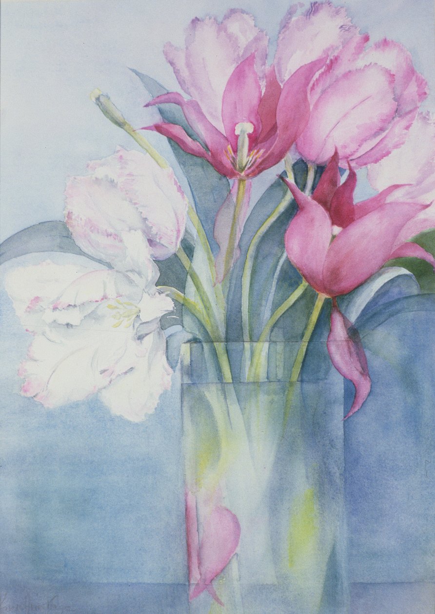 粉红色的鹦鹉郁金香和Marlette 作者 卡伦·阿米蒂奇（Karen Armitage）
