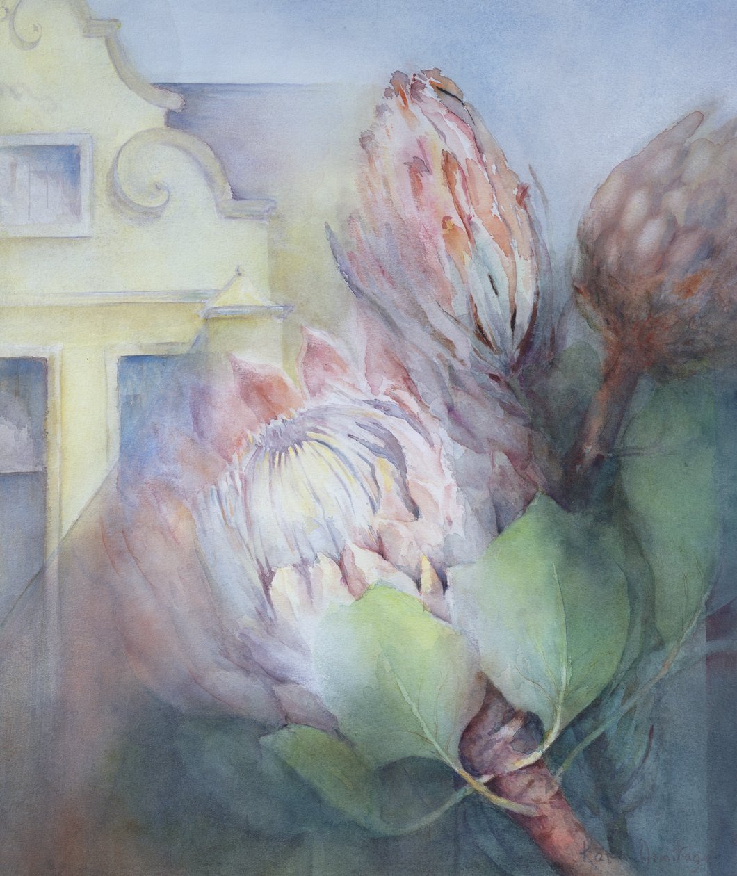 Protea at Stellenbosch，1992（wc） 作者 卡伦·阿米蒂奇（Karen Armitage）