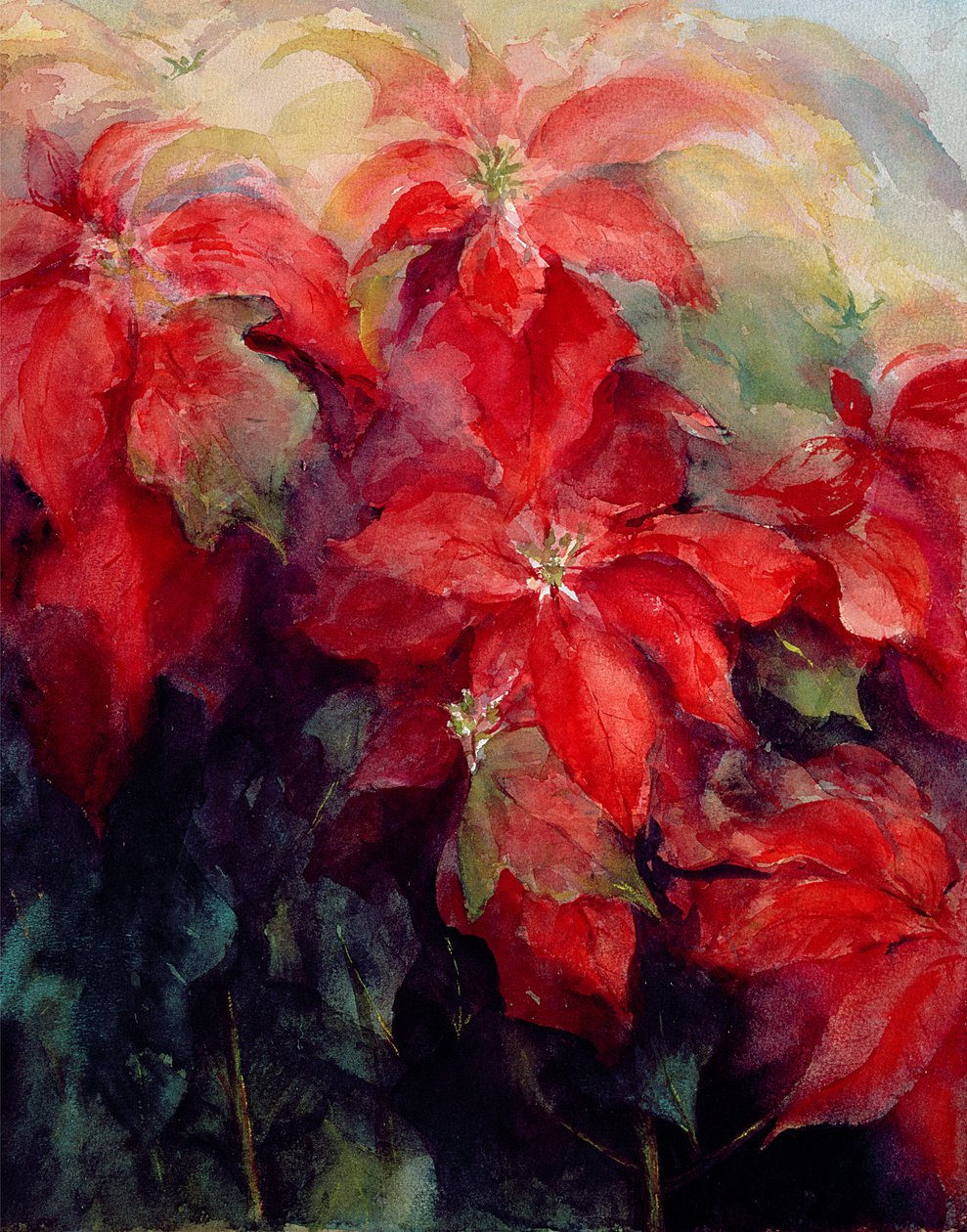 红色一品红 作者 卡伦·阿米蒂奇（Karen Armitage）