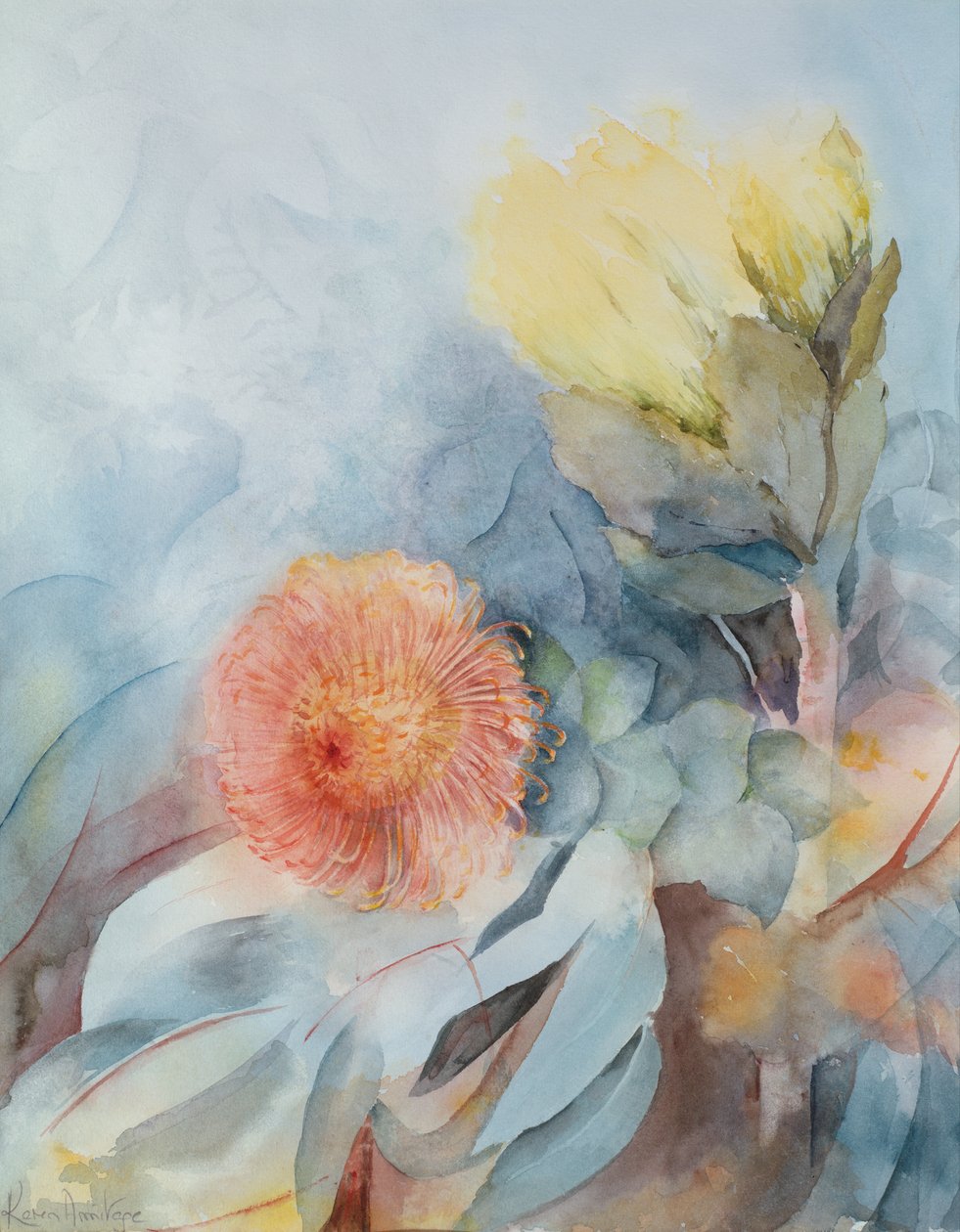 南非Protea 作者 卡伦·阿米蒂奇（Karen Armitage）