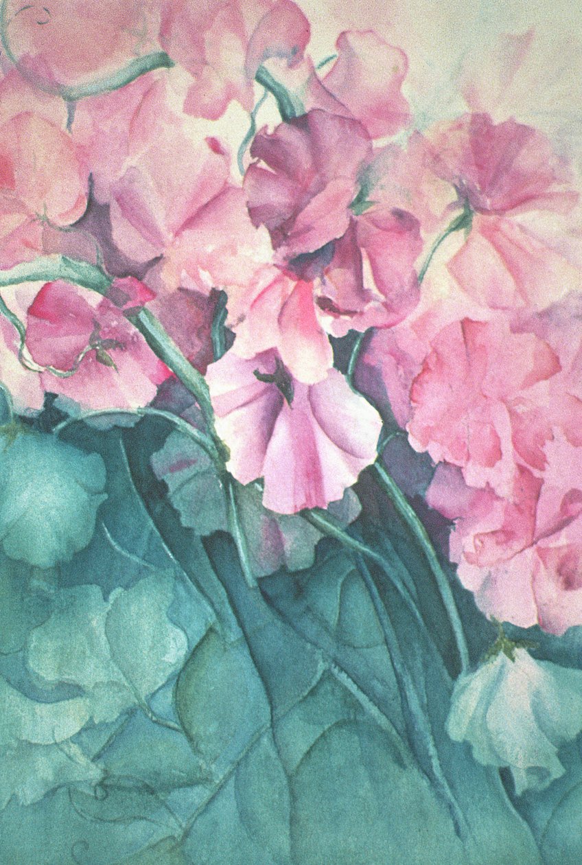 甜豌豆，粉红骄傲（垂直） 作者 卡伦·阿米蒂奇（Karen Armitage）