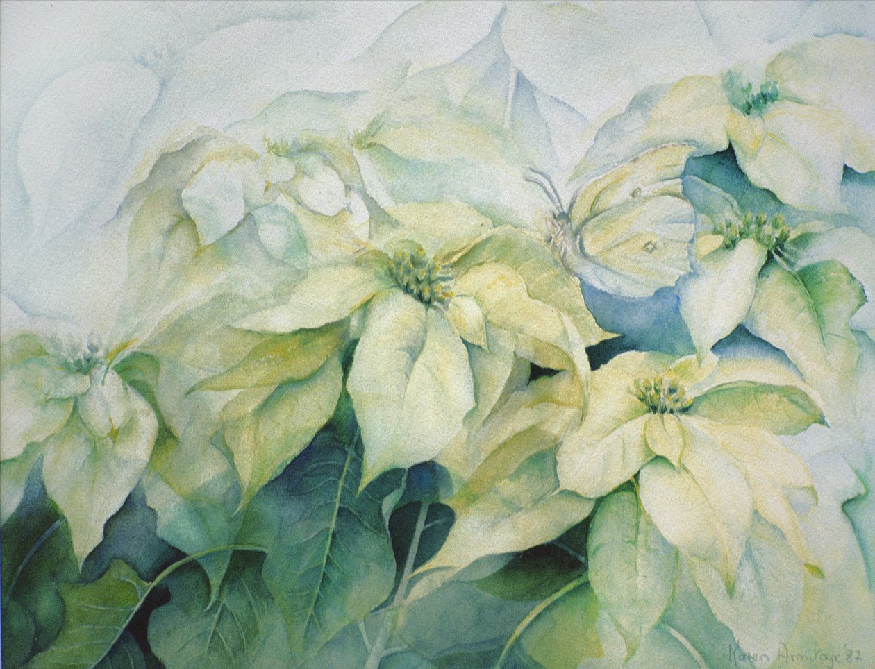 白色一品红（水平） 作者 卡伦·阿米蒂奇（Karen Armitage）