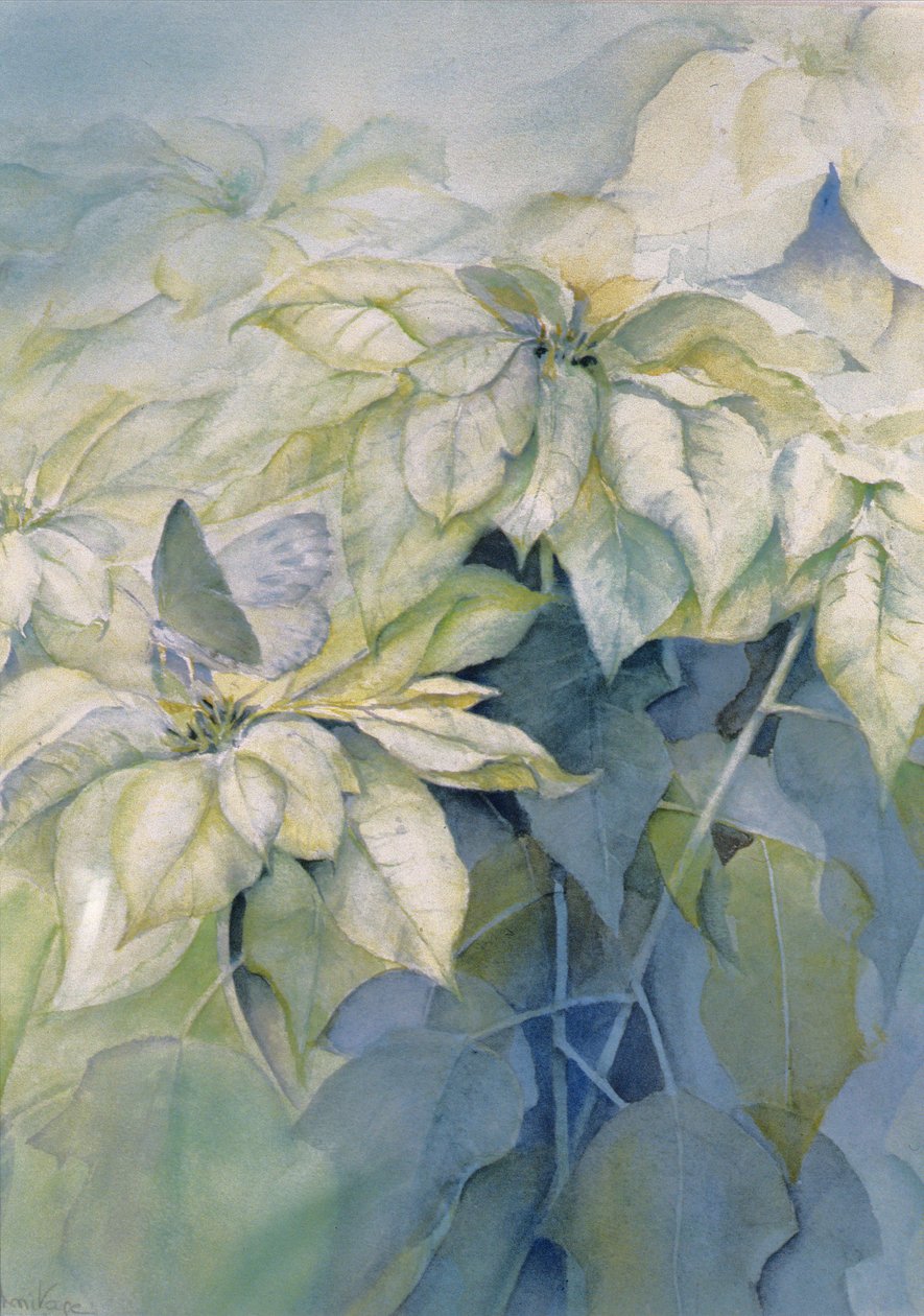 白色一品红（垂直） 作者 卡伦·阿米蒂奇（Karen Armitage）