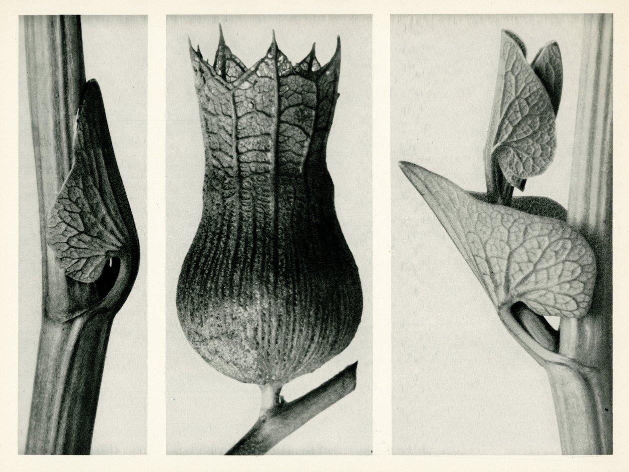 马兜铃科马兜铃属（Aristolochia Clematitis）。1929 年（照片雕刻） 作者 卡尔·布罗斯费尔特