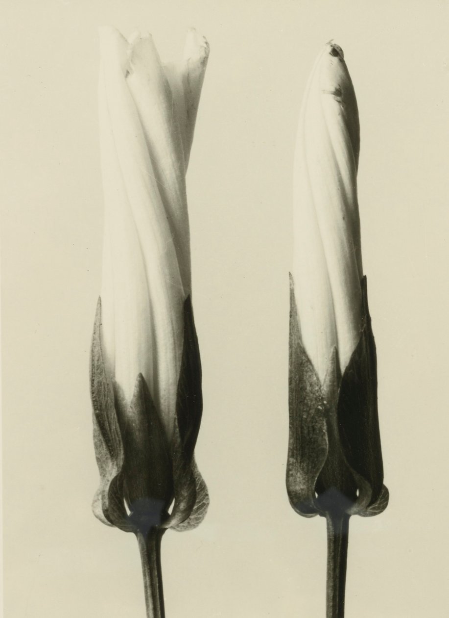 Calystegia sepium，1929（照相凹版） 作者 卡尔·布罗斯费尔特