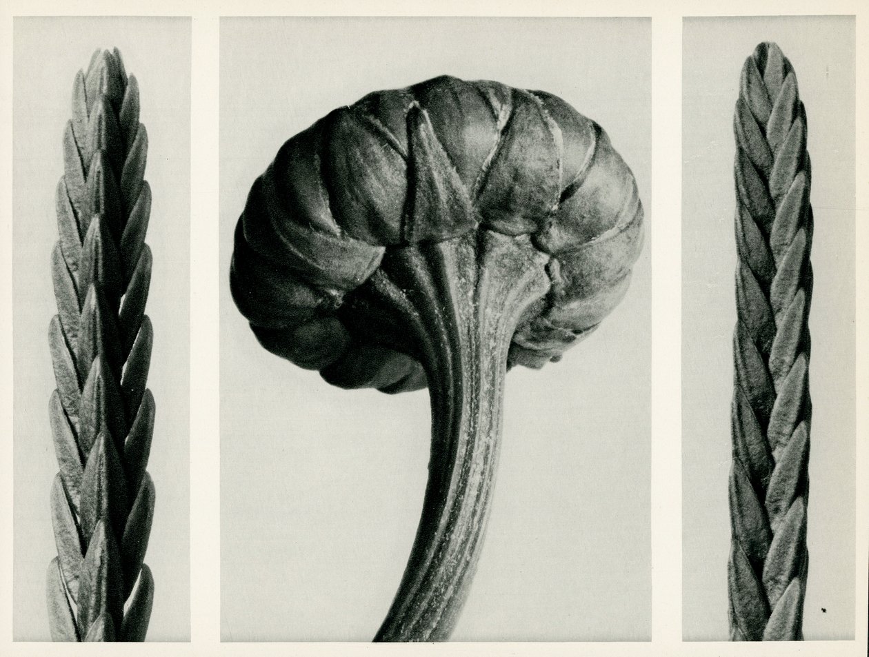 Cassiope Tetragona。 1929年（照相凹版） 作者 卡尔·布罗斯费尔特