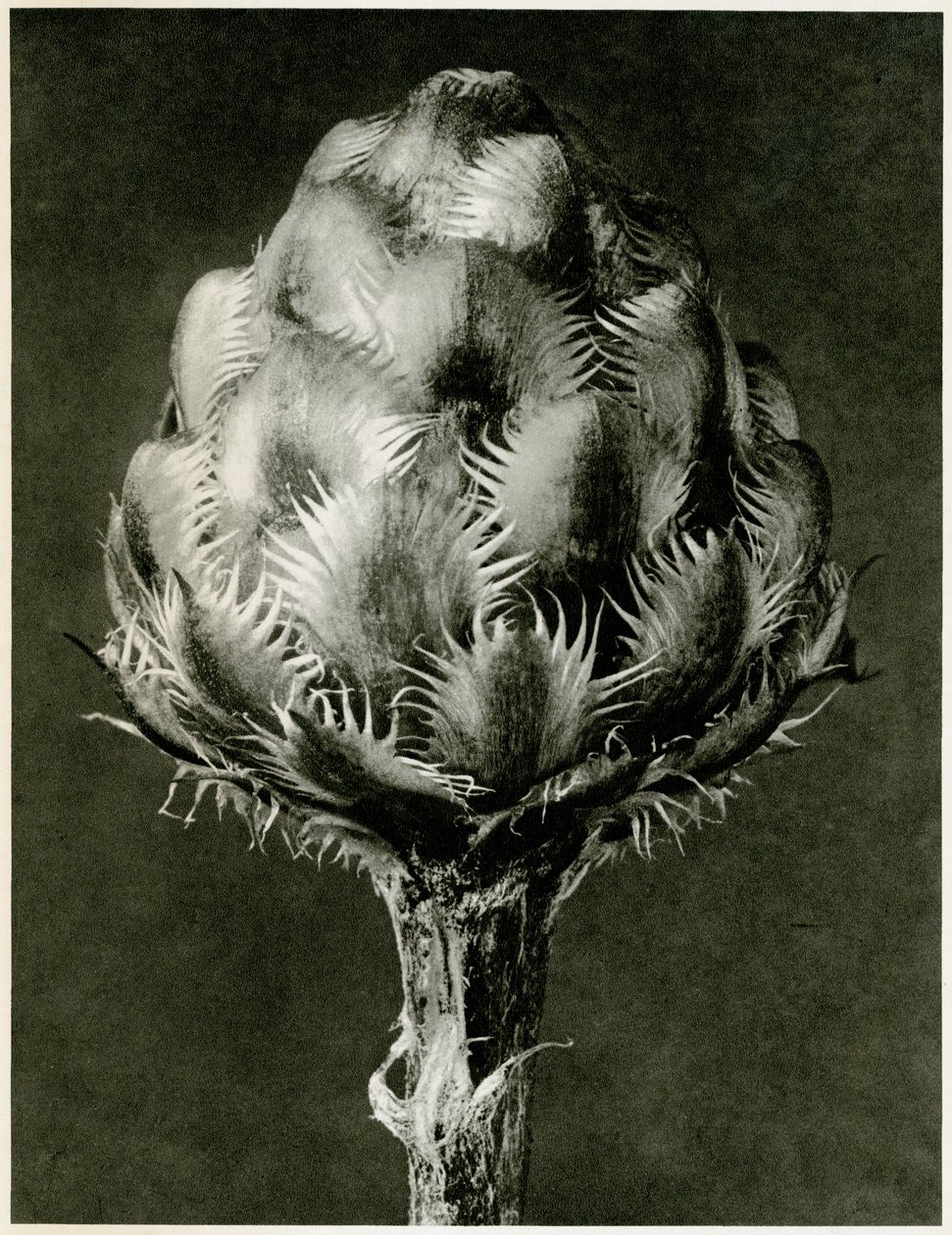Centaurea Grecesina。 1929年（照相凹版） 作者 卡尔·布罗斯费尔特