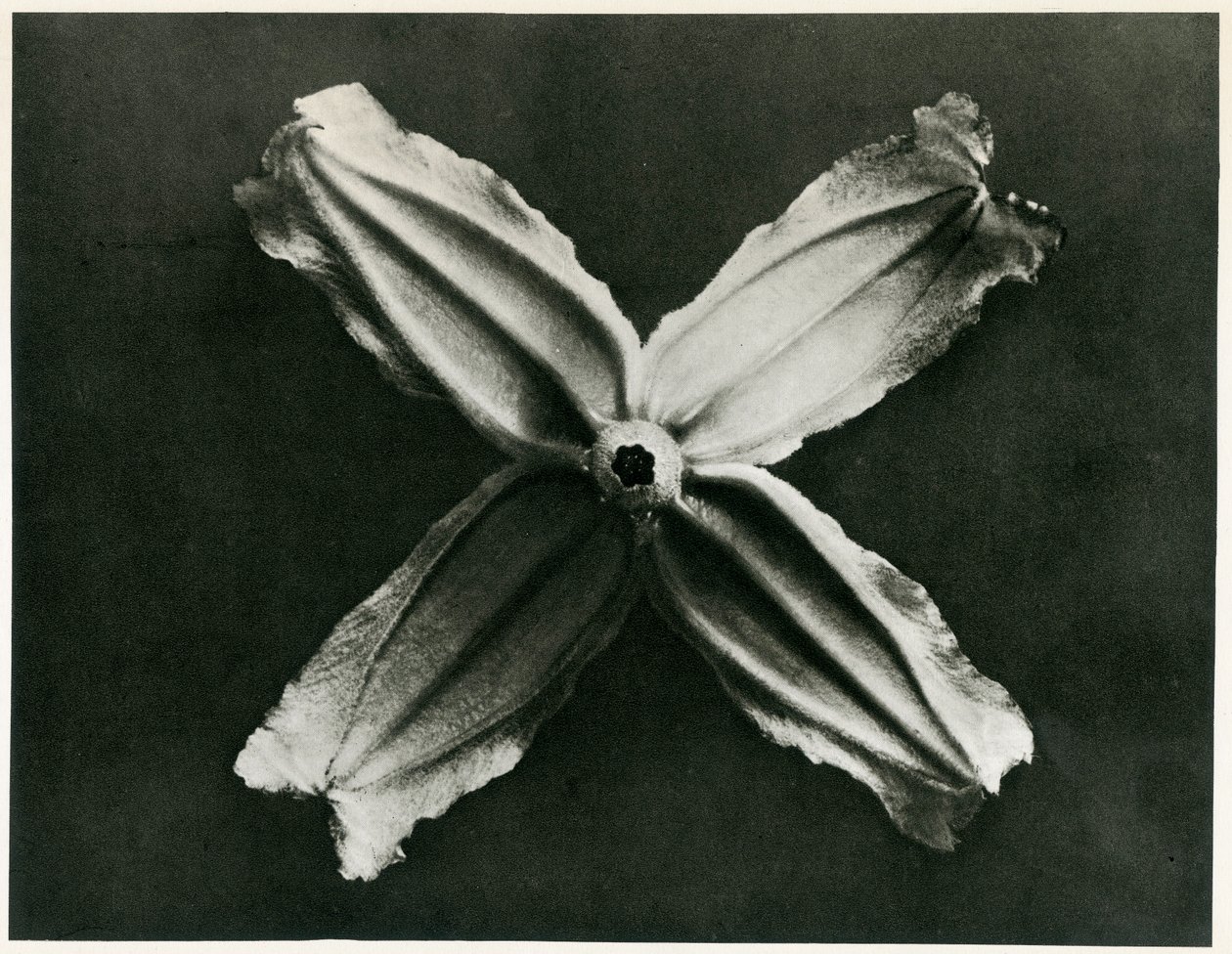 Clematis Integrifolia，1929（照相凹版） 作者 卡尔·布罗斯费尔特