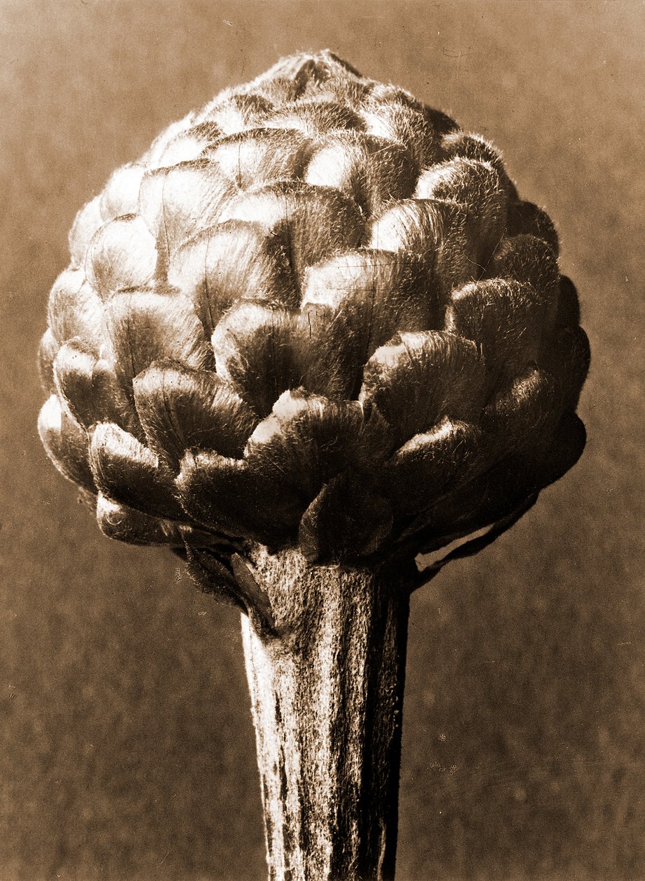 Cynara cardunculus 1929（照相凹版） 作者 卡尔·布罗斯费尔特