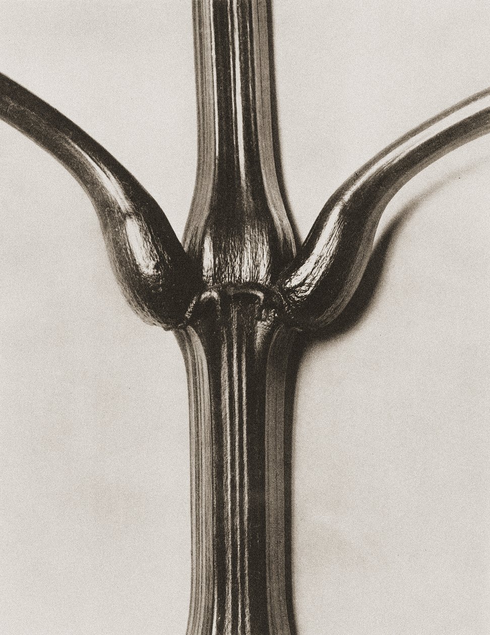 凤仙花（Impatiens glandulifera），1929年（照相凹版印刷） 作者 卡尔·布罗斯费尔特