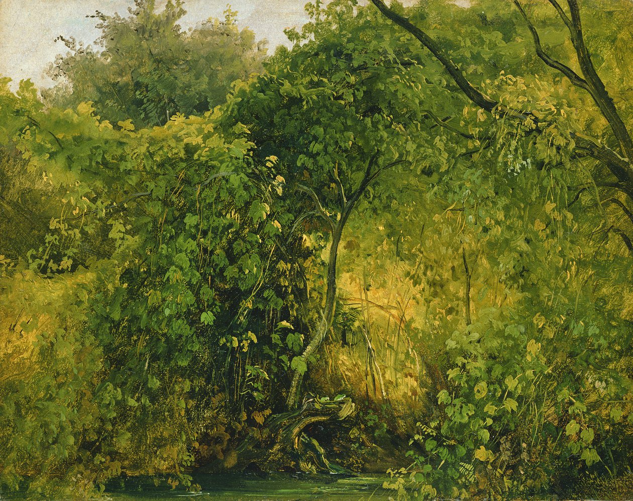 Pillnitz的灌木丛，1818-28（石油纸） 作者 卡尔·古斯塔夫·卡鲁斯