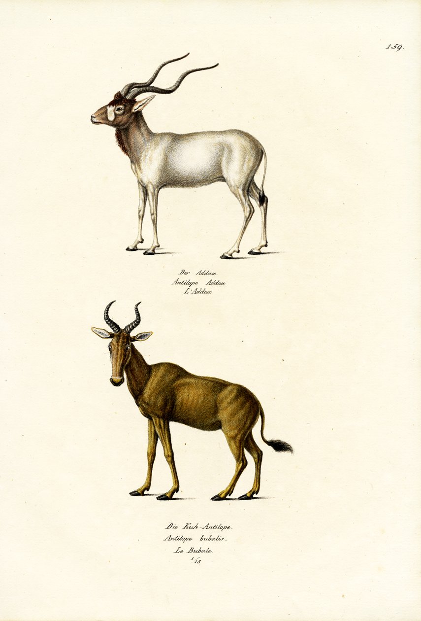 Addax，1824 作者 卡尔·约瑟夫·布罗特曼