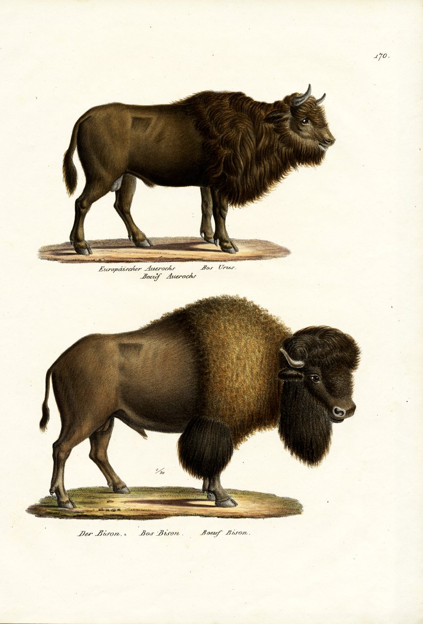 Aurochs，1824年 作者 卡尔·约瑟夫·布罗特曼