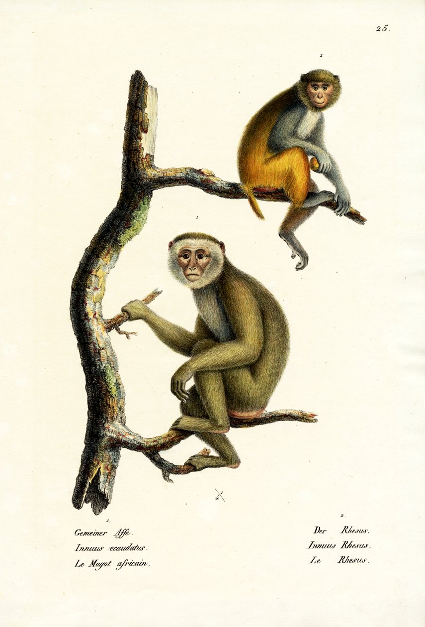 巴贝里猕猴，1824年 作者 卡尔·约瑟夫·布罗特曼