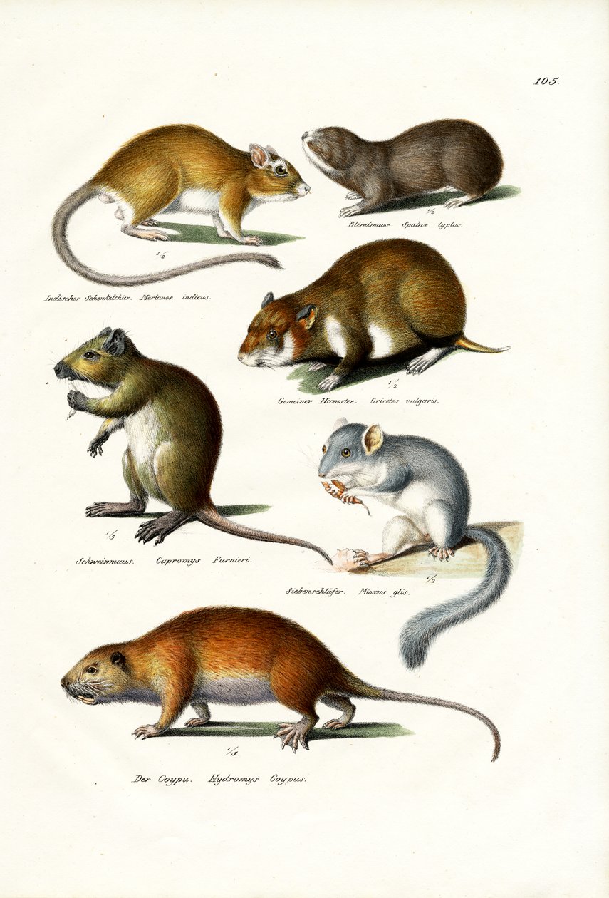 Blindmole，1824年 作者 卡尔·约瑟夫·布罗特曼