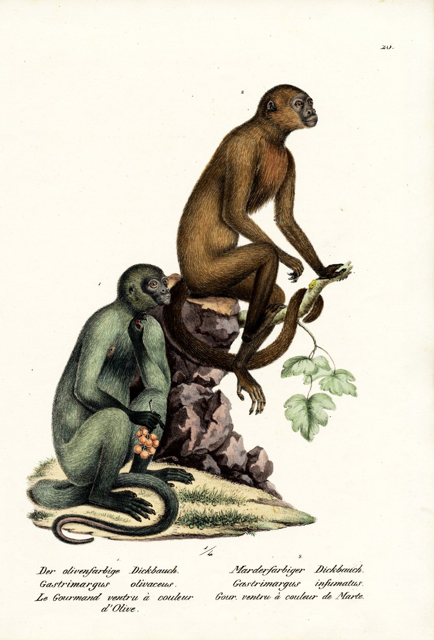 卷尾猴，1824年 作者 卡尔·约瑟夫·布罗特曼