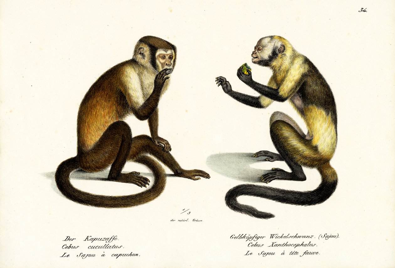 卷尾猴，1824年 作者 卡尔·约瑟夫·布罗特曼