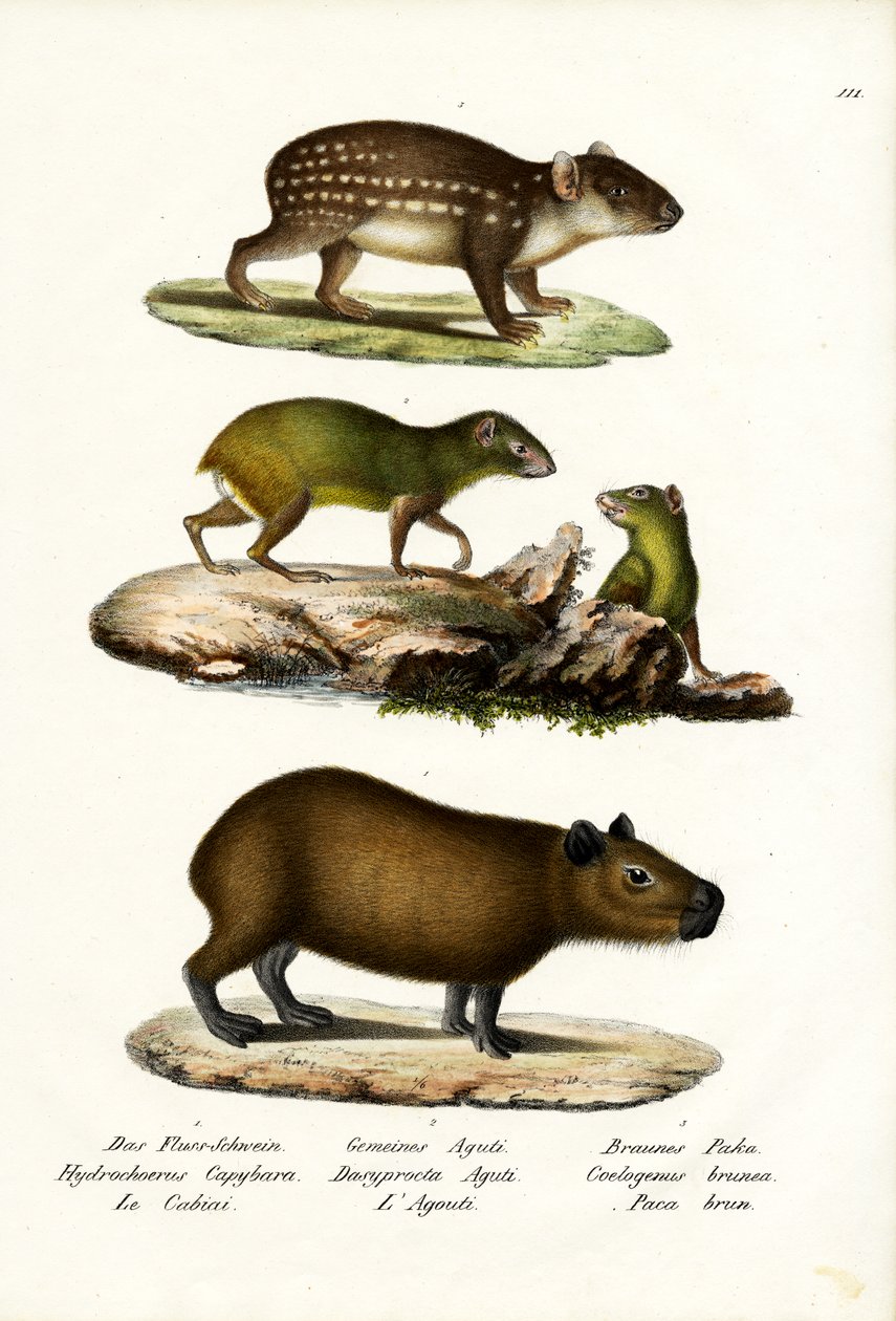 Capybara，1824 作者 卡尔·约瑟夫·布罗特曼