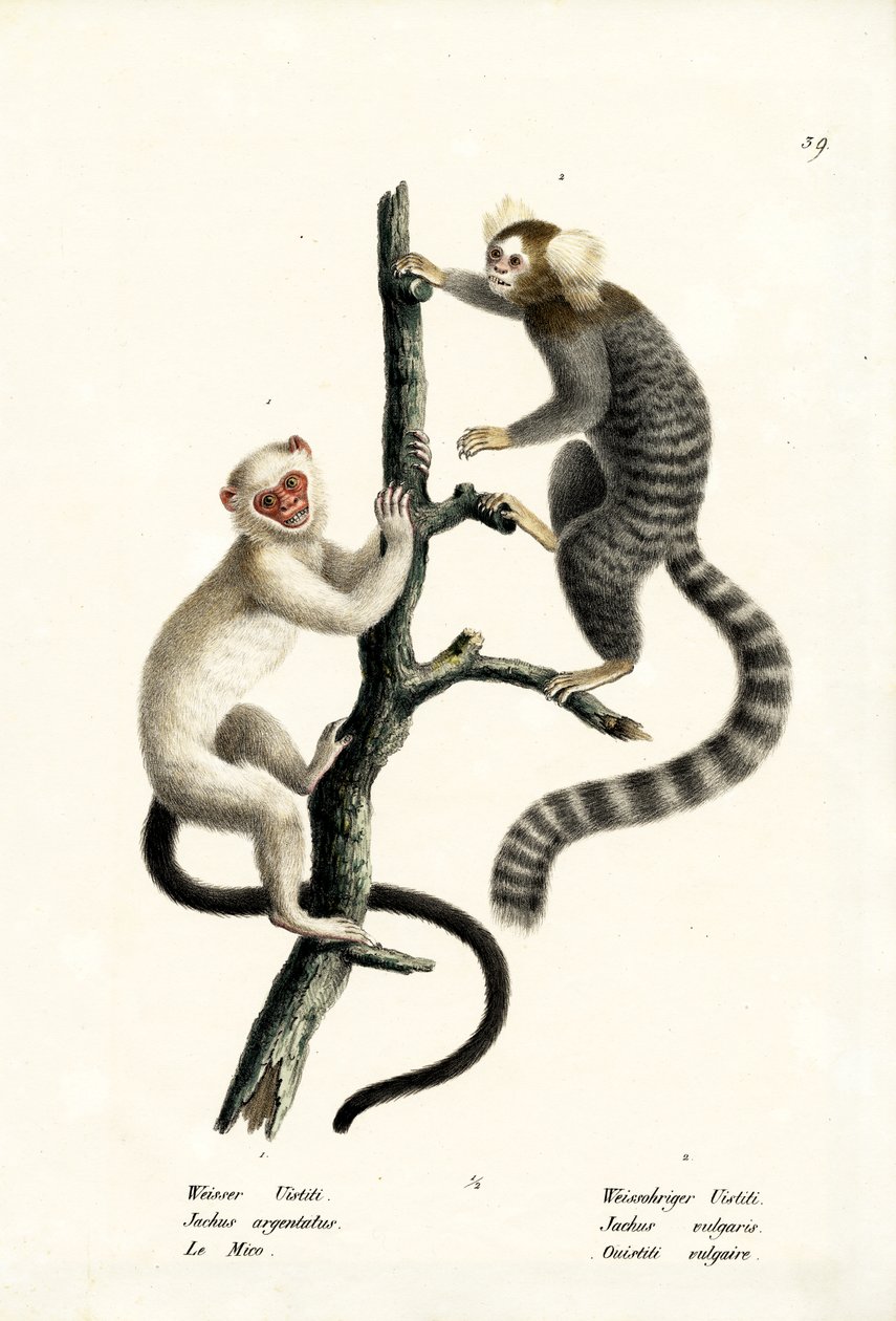 普通Mar猴，1824年 作者 卡尔·约瑟夫·布罗特曼