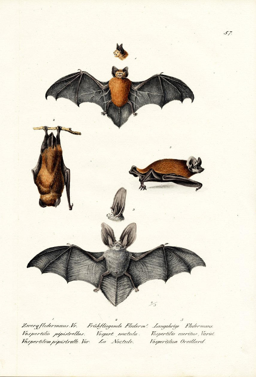 普通Pipistrelle，1824年 作者 卡尔·约瑟夫·布罗特曼