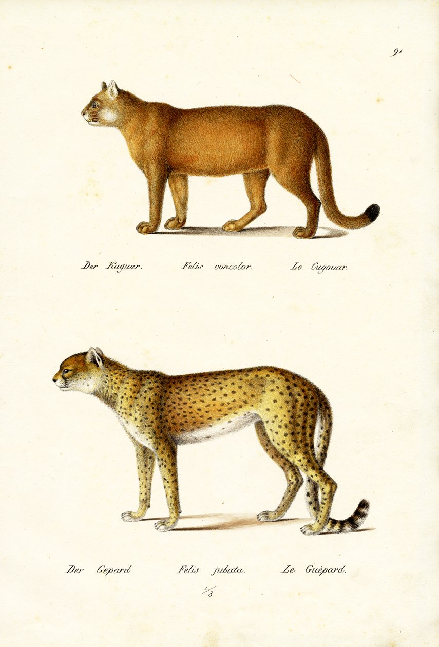 美洲狮，1824年 作者 卡尔·约瑟夫·布罗特曼
