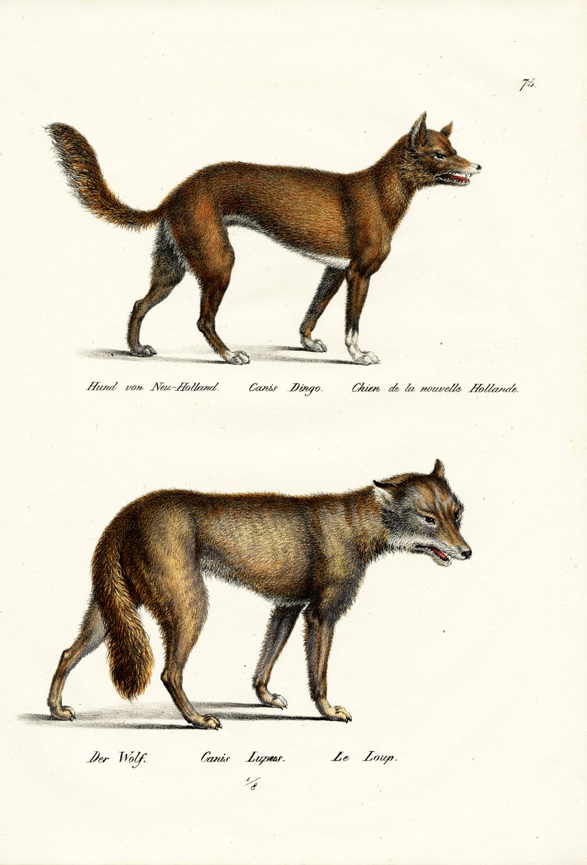 Dingo，1824 作者 卡尔·约瑟夫·布罗特曼