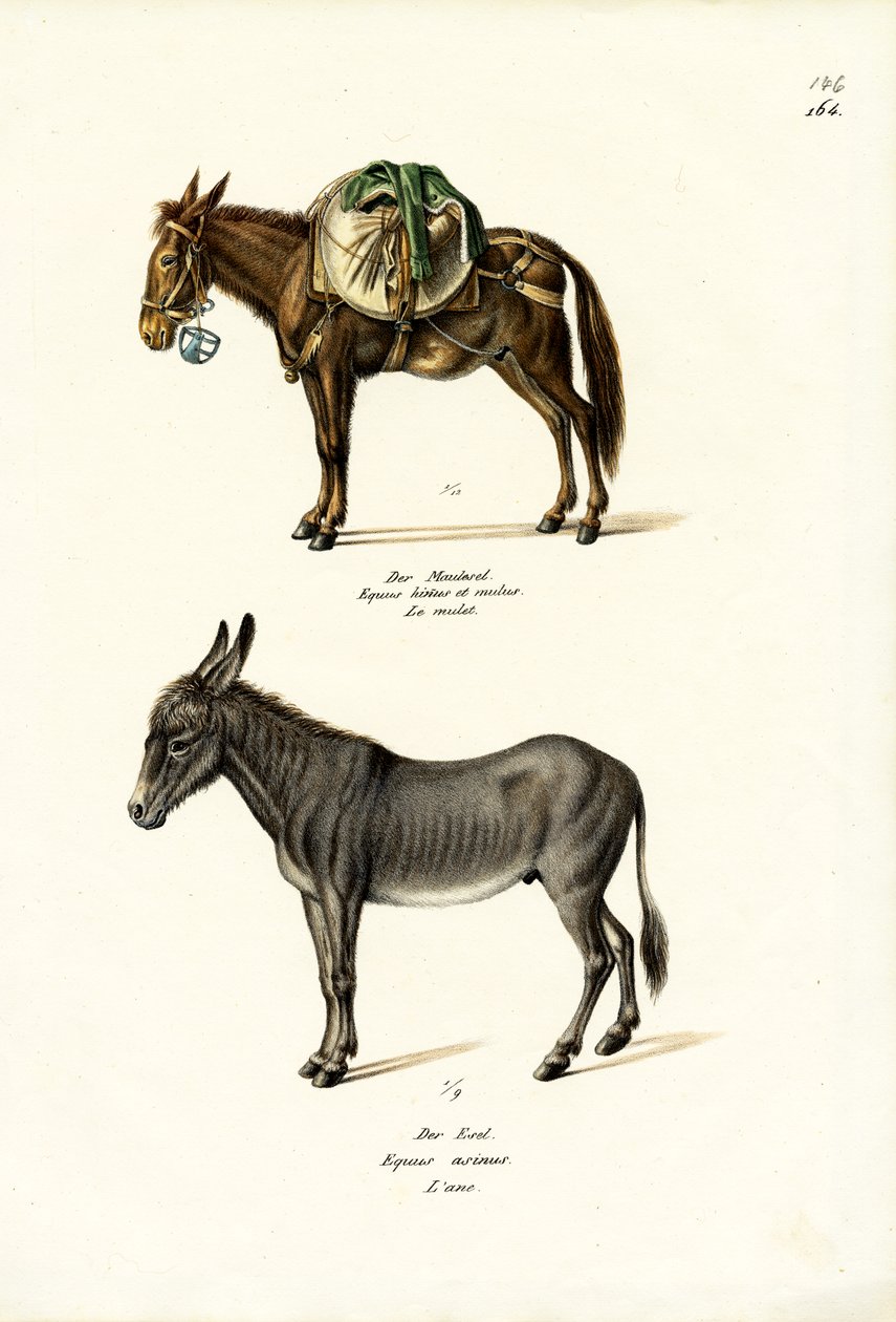 驴，1824年 作者 卡尔·约瑟夫·布罗特曼