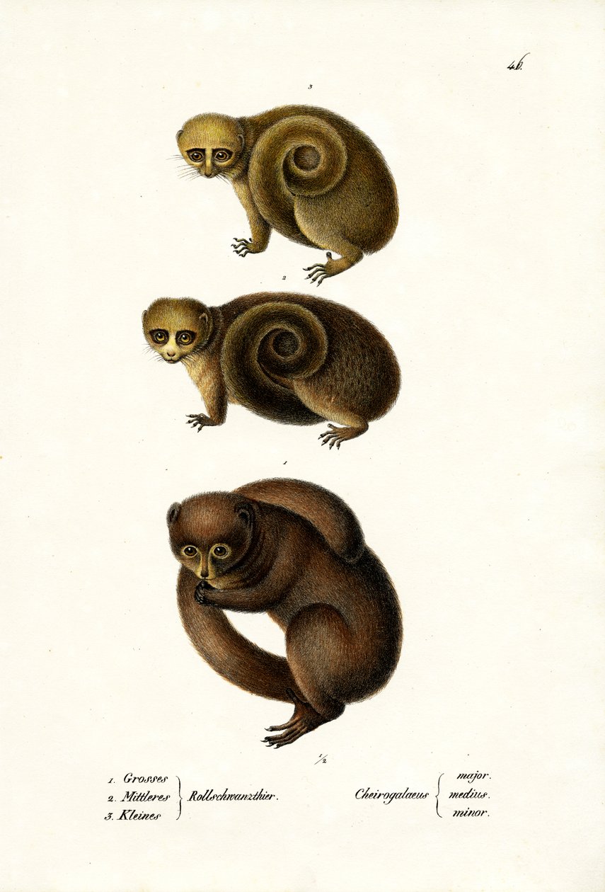 矮人狐猴，1824年 作者 卡尔·约瑟夫·布罗特曼