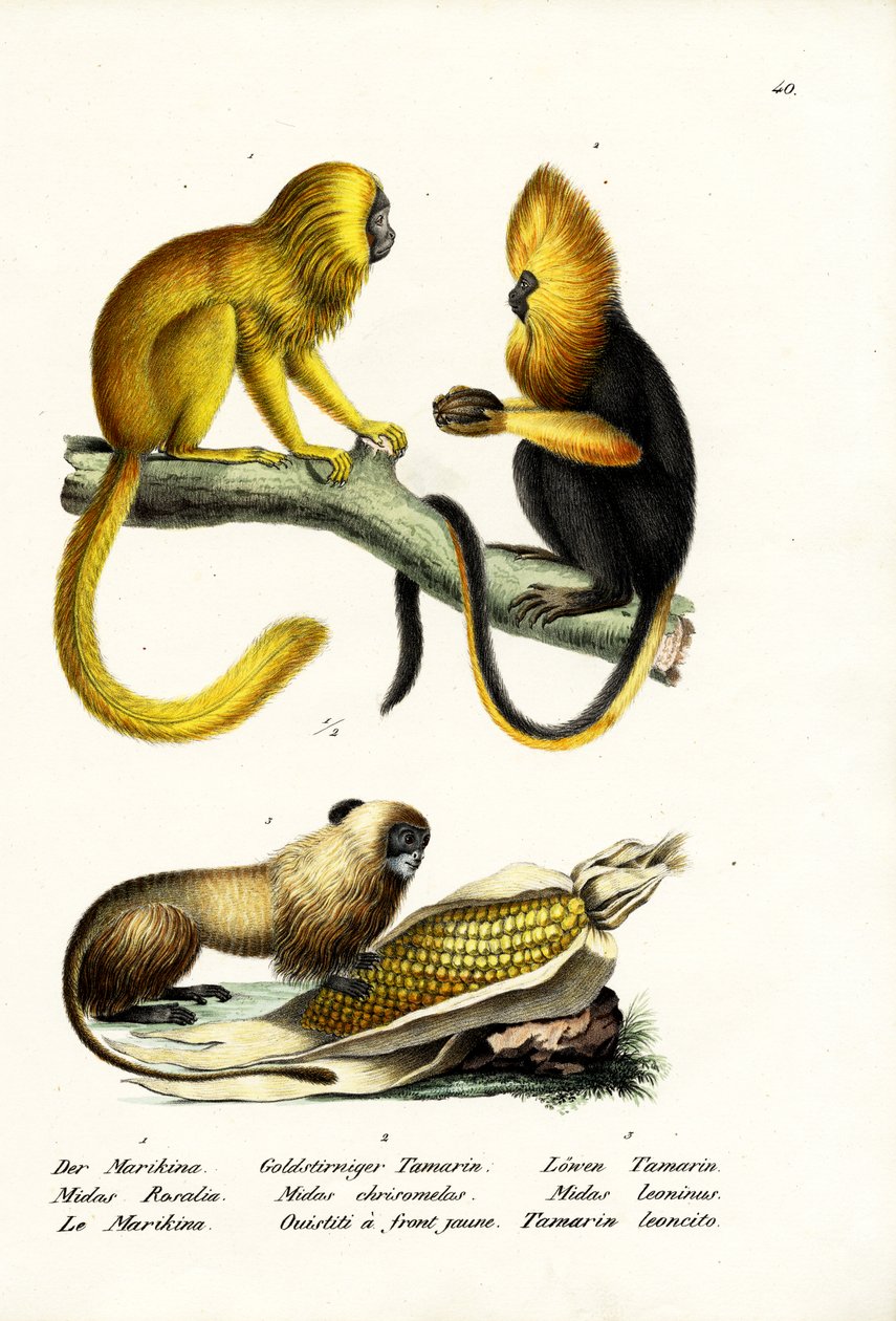 金狮T猴，1824年 作者 卡尔·约瑟夫·布罗特曼