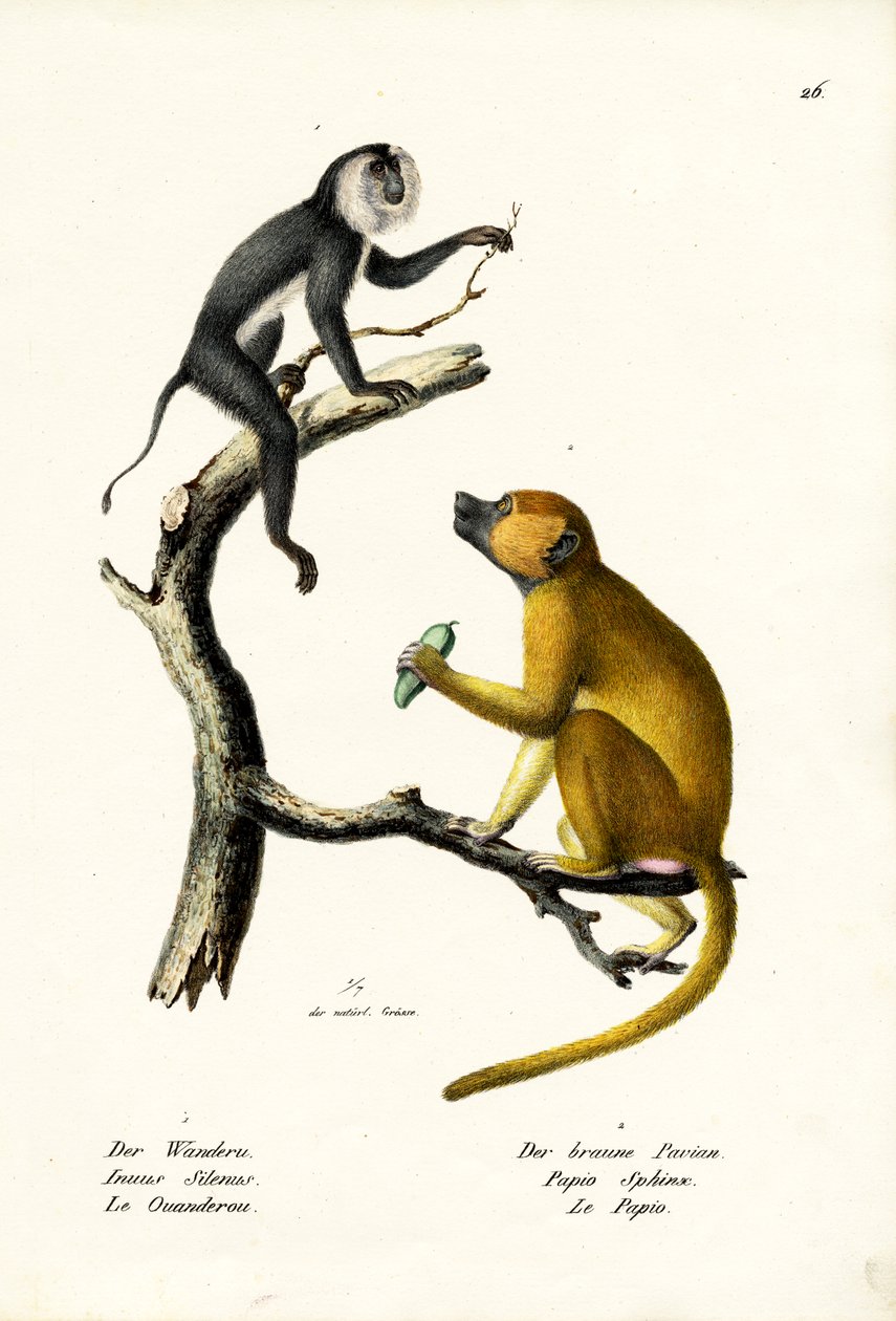 灰色叶猴，1824年 作者 卡尔·约瑟夫·布罗特曼