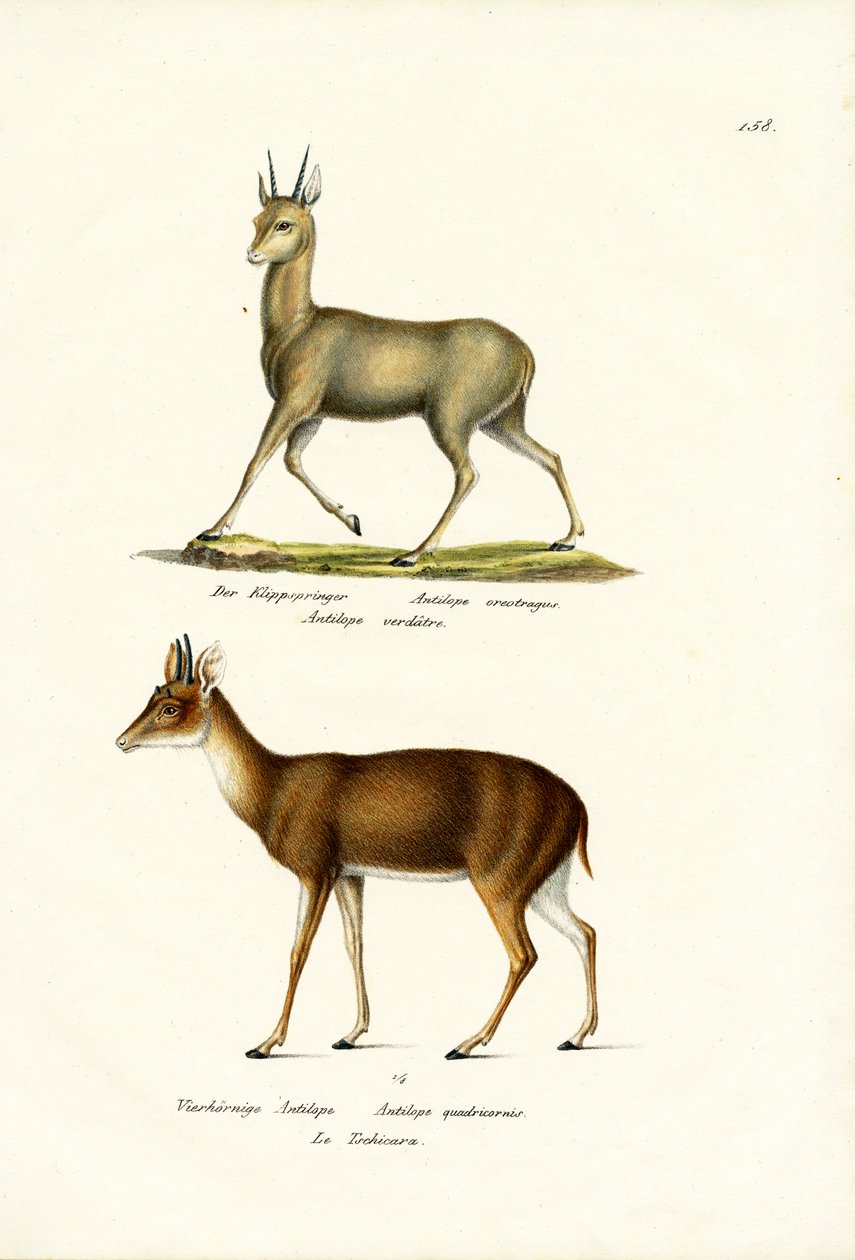Klipspringer，1824年 作者 卡尔·约瑟夫·布罗特曼