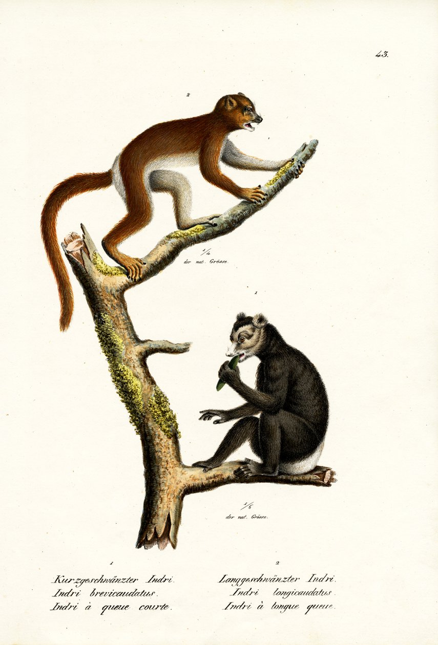 大型短尾狐猴，1824年 作者 卡尔·约瑟夫·布罗特曼