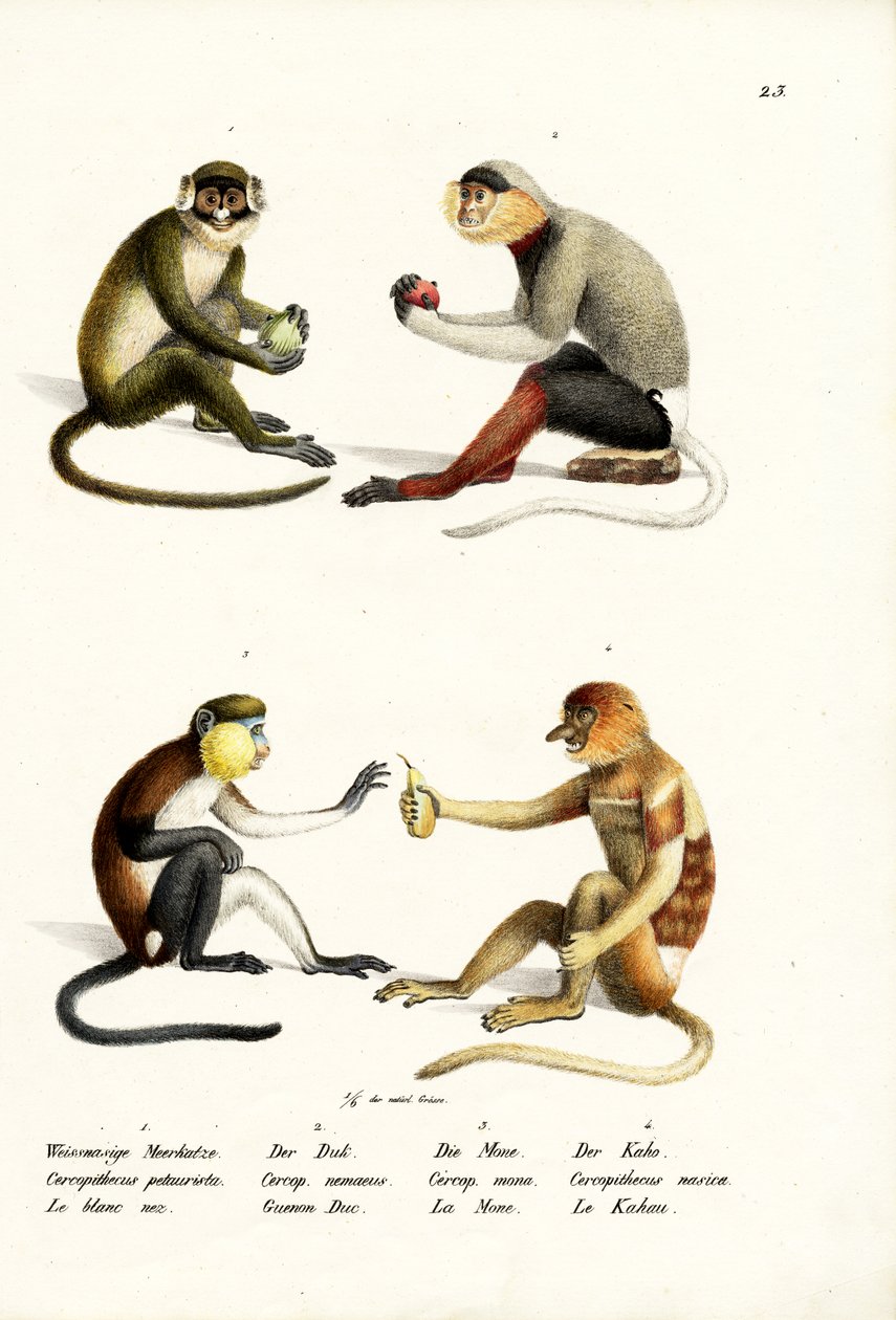 小白鼻猴，1824年 作者 卡尔·约瑟夫·布罗特曼