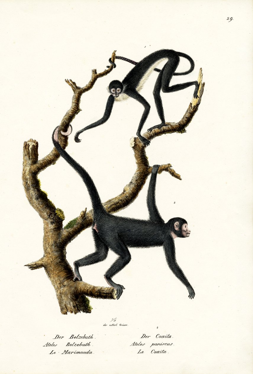 长毛蜘蛛猴，1824年 作者 卡尔·约瑟夫·布罗特曼