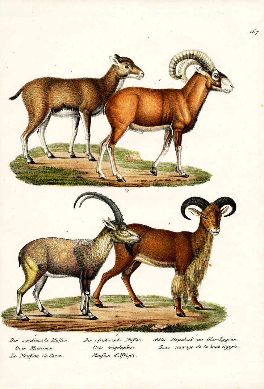 Mouflon，1824年 作者 卡尔·约瑟夫·布罗特曼