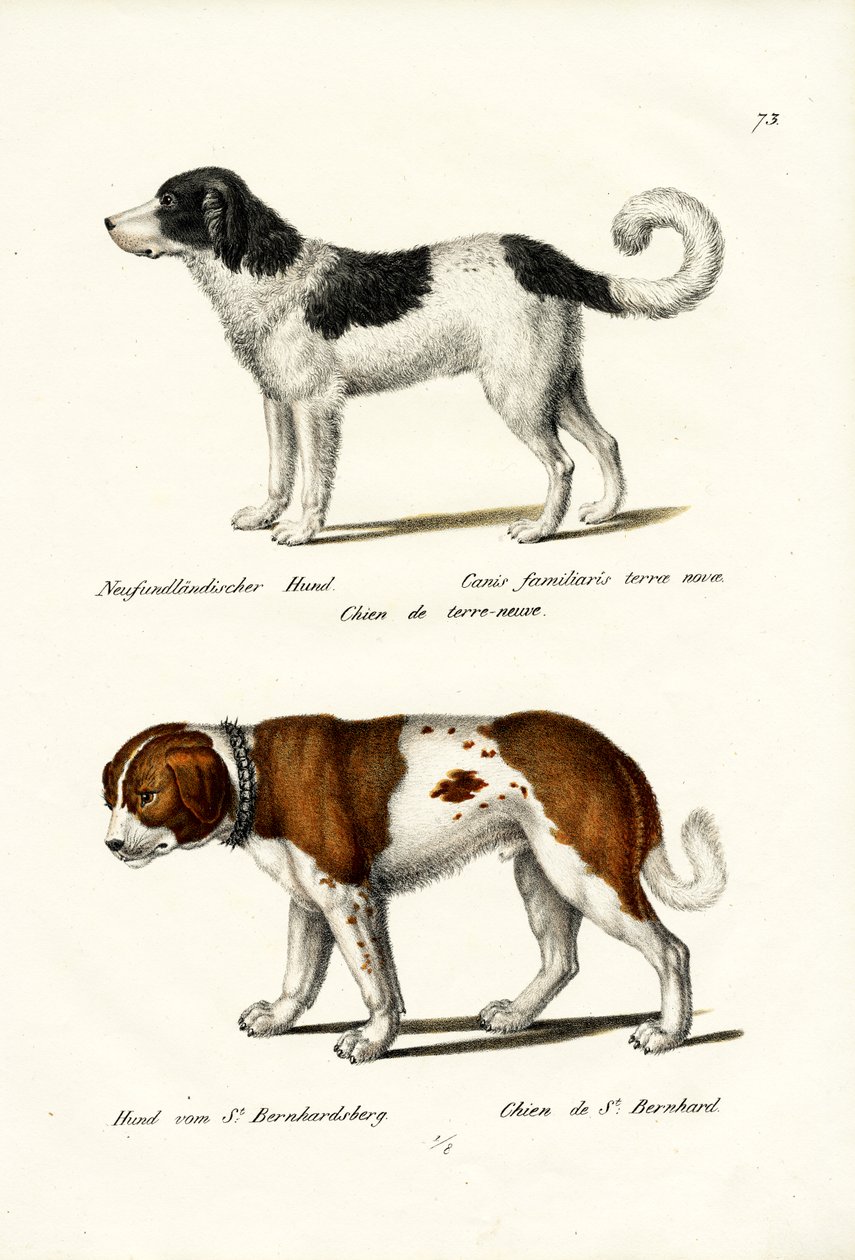 纽芬兰犬，1824年 作者 卡尔·约瑟夫·布罗特曼