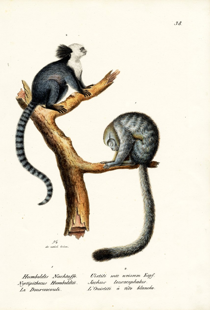 Nocturnal Monkey，1824 作者 卡尔·约瑟夫·布罗特曼