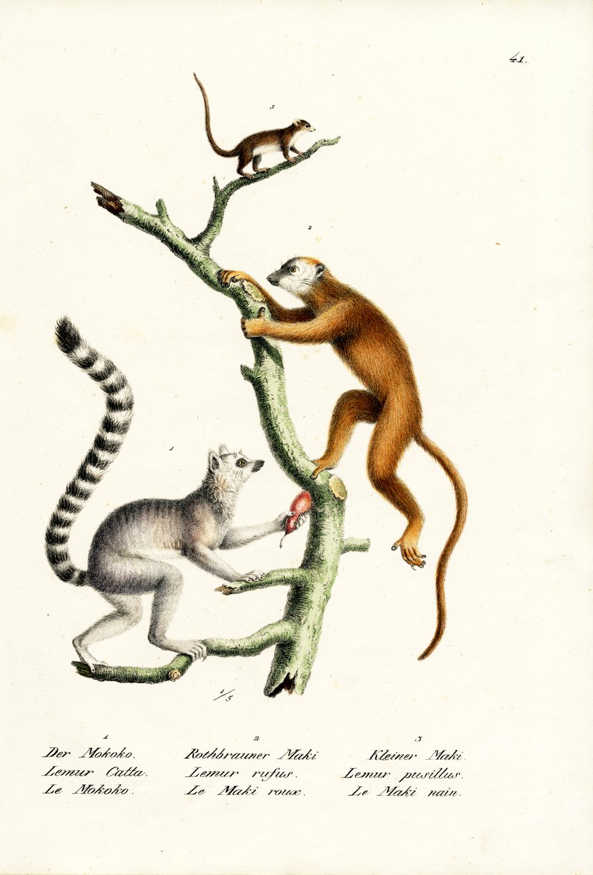 环尾狐猴，1824年 作者 卡尔·约瑟夫·布罗特曼