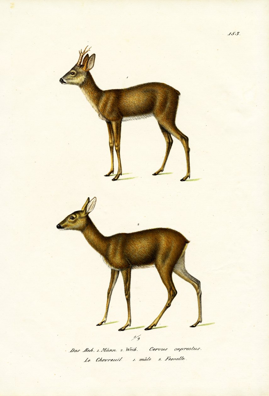 獐鹿，1824年 作者 卡尔·约瑟夫·布罗特曼
