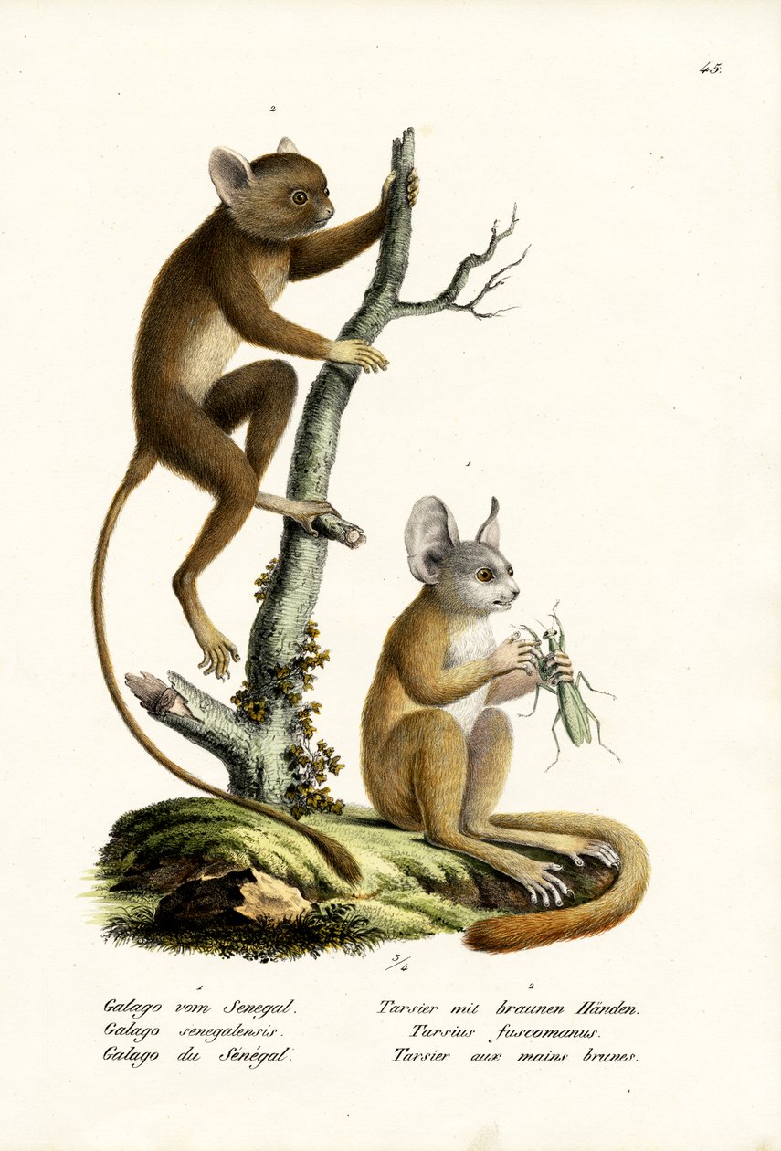 塞内加尔Bushbaby，1824年 作者 卡尔·约瑟夫·布罗特曼