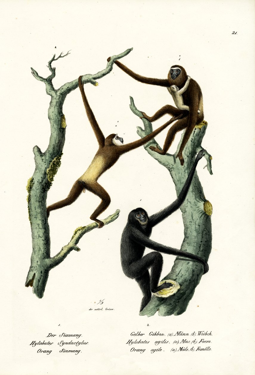 Siamang，1824 作者 卡尔·约瑟夫·布罗特曼